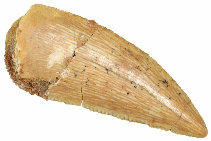 Serrated Raptor Tooth - Real Dinosaur Tooth #371461